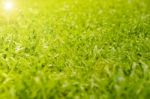 Abstract Natural Backgrounds Grass Stock Photo