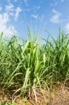 Sugarcane And Blue Sky Background Stock Photo