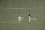 Great Crested Grebes  (podiceps Cristatus) Stock Photo