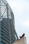 Metal Birds On A Contemporary Building In Cardiff Bay Stock Photo