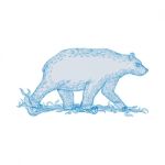 Polar Bear Walking Side Drawing Stock Photo