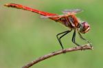 Sympetrum Fonscolombii Stock Photo