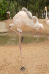 Portrait Of A Flamingo Stock Photo