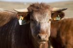 Brown Cow Stock Photo