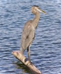 Image Of A Great Blue Heron Standing On A Log Stock Photo