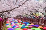 Jinhae,korea - April 4 : Jinhae Gunhangje Festival Is The Largest Cherry Blossom Festival In Korea.tourists Taking Photos Of The Beautiful Scenery Around Jinhae,korea On April 4,2015 Stock Photo