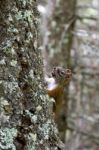 American Red Squirrel (tamiasciurus Hudsonicus) Stock Photo