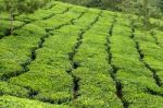 Tea Estate Stock Photo