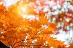 Maple In Autumn In Korea Stock Photo