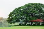 Tree In The Park Stock Photo