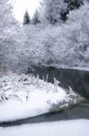 Snowy Forest In A Winter Day Stock Photo