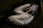 Fuengirola, Andalucia/spain - July 4 : Spot-billed Pelican (pele Stock Photo