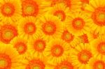 Yellow Gerbera Flower Stock Photo