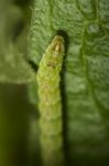 Green Caterpillar Stock Photo