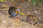 Rufous-throated Partridge Stock Photo