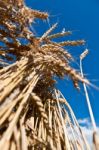 Wheat From Below Stock Photo