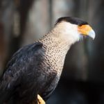 Crested Caracara Stock Photo