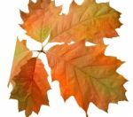 Autumn Leaves Stock Photo