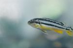 Zebra Fish Stock Photo