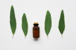 Eucalyptus Oil Bottle With  Leaves On White Background Stock Photo