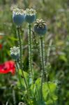 A Field Of Poppies In Kent Stock Photo