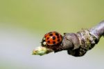 Ladybug Stock Photo