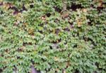 Wall Covered With Ivy Stock Photo