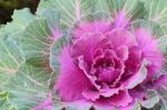 Ornamental Cabbage Stock Photo