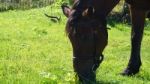 Horse In The Country Side Of Russia Stock Photo