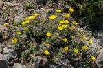 Gold Coin, Mediterranean Beach Daisy (asteriscus Maritimus, Bubo Stock Photo