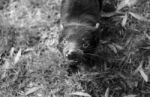 Tasmanian Devil Found During The Day In Tasmania Stock Photo