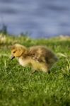 Cute Chick Background Stock Photo