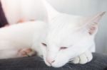 White Cat Sleeping In Cat Cafe Stock Photo