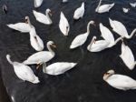 A Group Of Swans Stock Photo