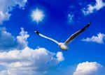 A Photo Of A Flying Seagull And Blue Sky Stock Photo