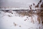 Snow And Frost On Cane On A Frozen River. Overcast Snowy Weather Stock Photo