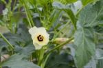 Plantation Of Turkish Shacks In Organic Garden Stock Photo