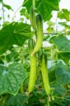 Cucumbers In The Garden Stock Photo