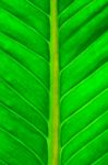 Fresh Green Leaf Stock Photo