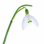 Spring Snowdrops Isolated On White Stock Photo