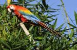 Amazonian Macaw - Ara Ararauna In Front Of A Blue Sky Stock Photo