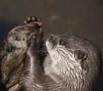 Otter Stock Photo