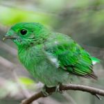 Female Green Broadbill Stock Photo