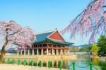 Gyeongbokgung Palace With Cherry Blossom In Spring,korea Stock Photo