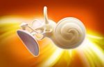 Inner Ear Structure 3d Stock Photo