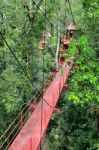 Bridge To Jungle Stock Photo