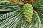 Green Pine Cone Stock Photo