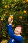 Gardener Girl Picking Fresh Orange Stock Photo