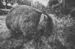 Wombat During The Day Stock Photo