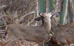 Image With A Cute Pair Of Deers Stock Photo